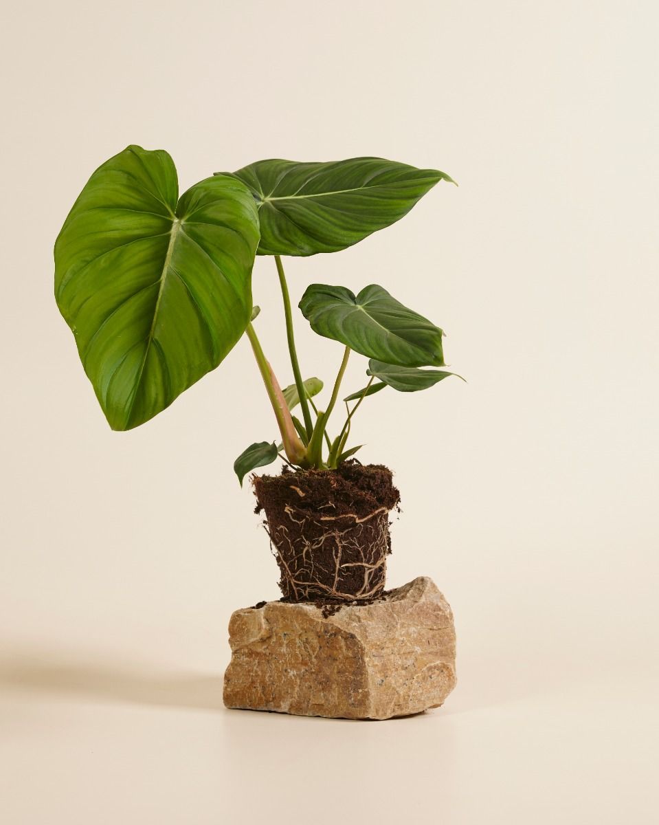 Philodendron Baumfreund McDowell