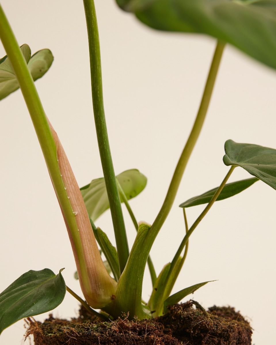 Philodendron Baumfreund McDowell