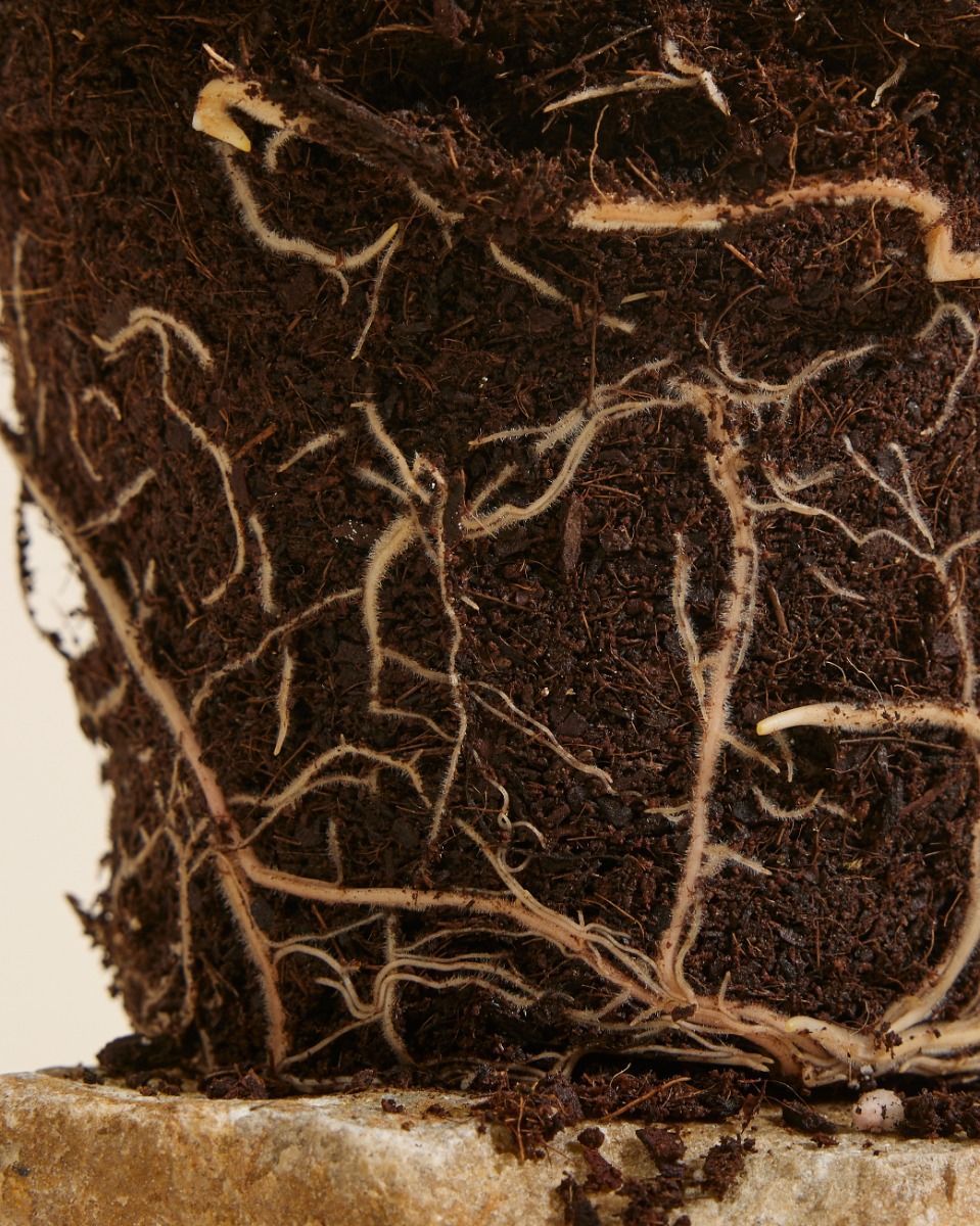 Philodendron Baumfreund McDowell