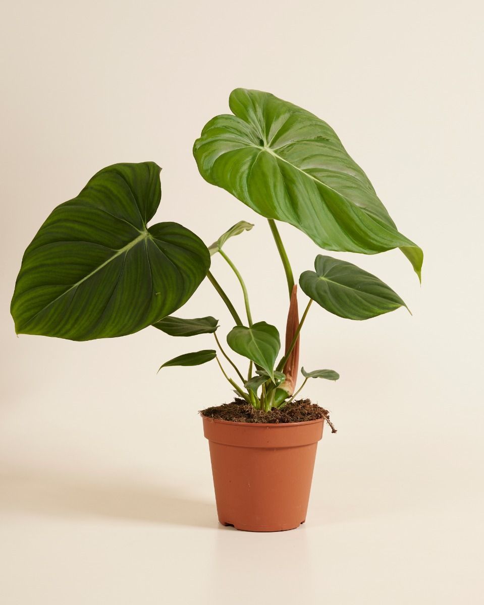 Philodendron Baumfreund McDowell