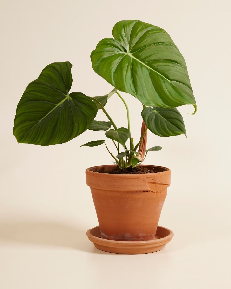 Philodendron Baumfreund McDowell