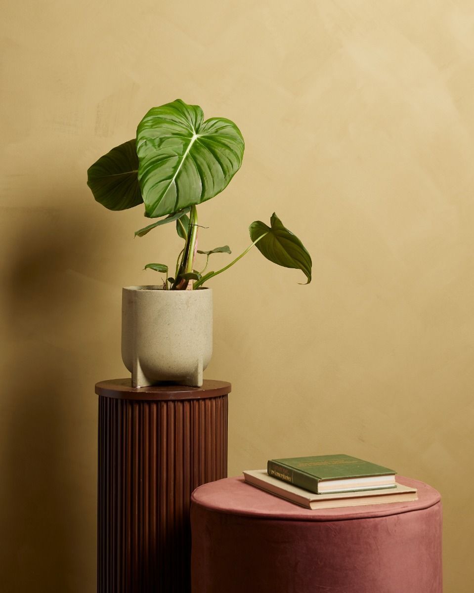 Philodendron Baumfreund McDowell