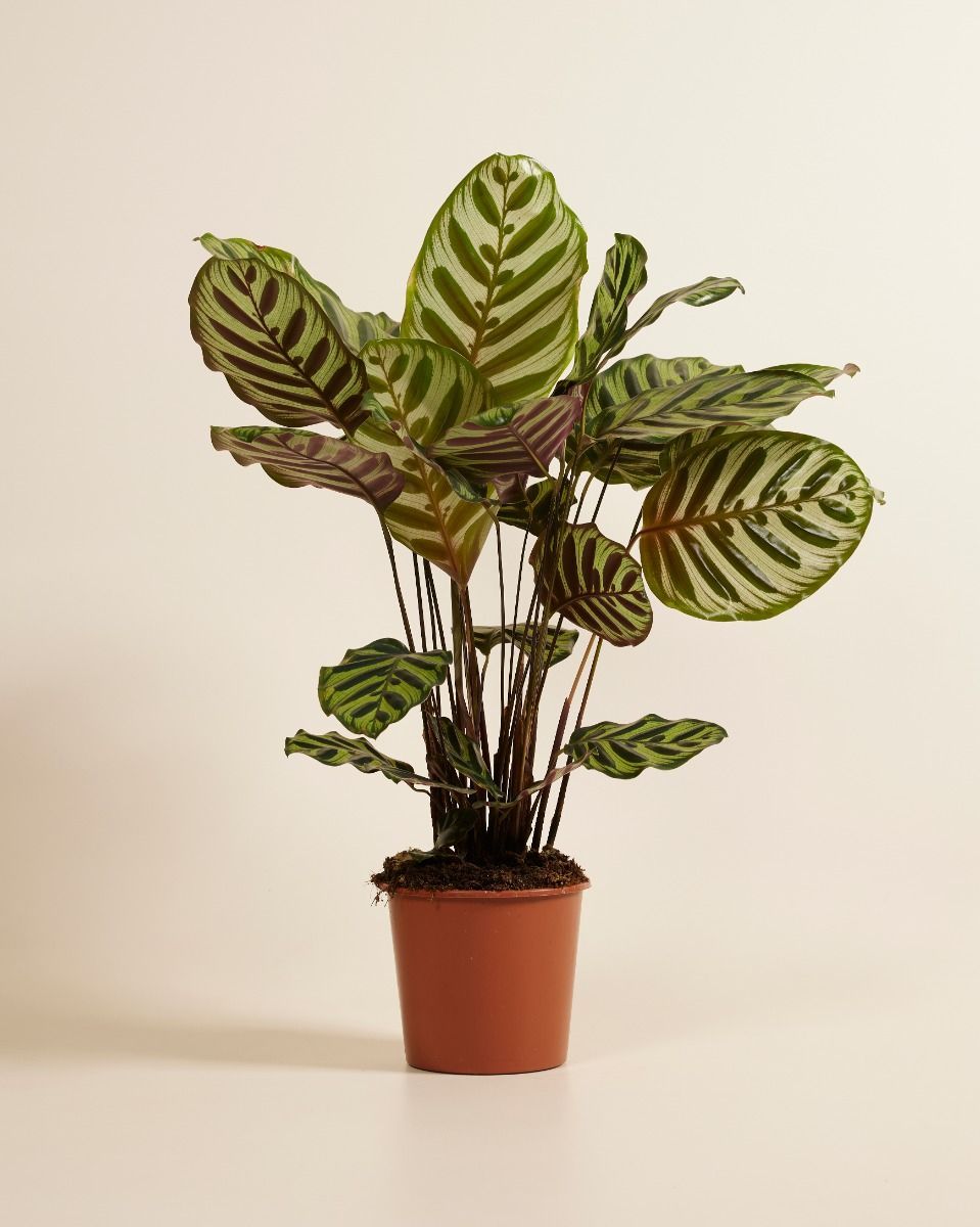 Calathea Pfeilwurze Makoyana