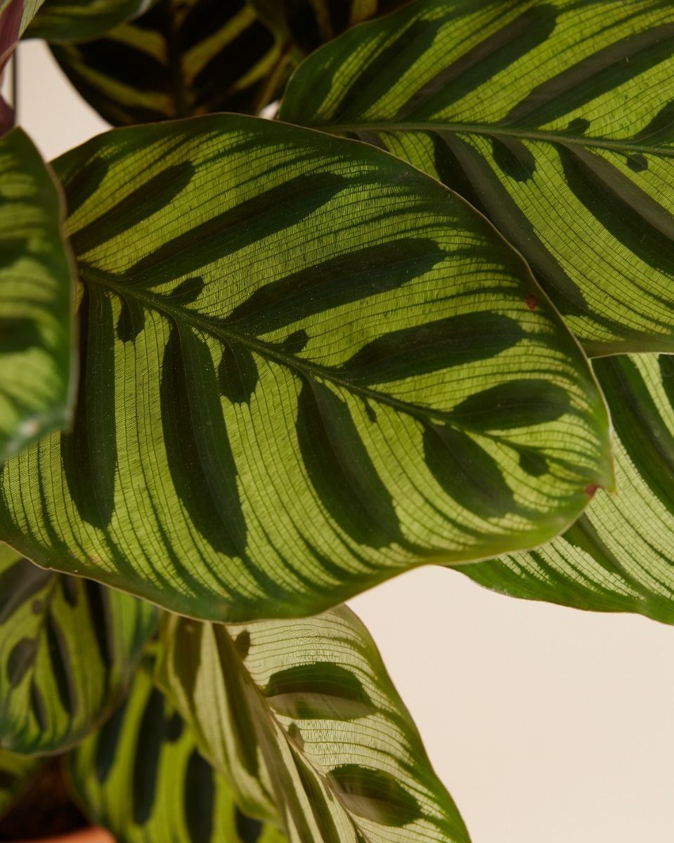 Calathea Pfeilwurze Makoyana