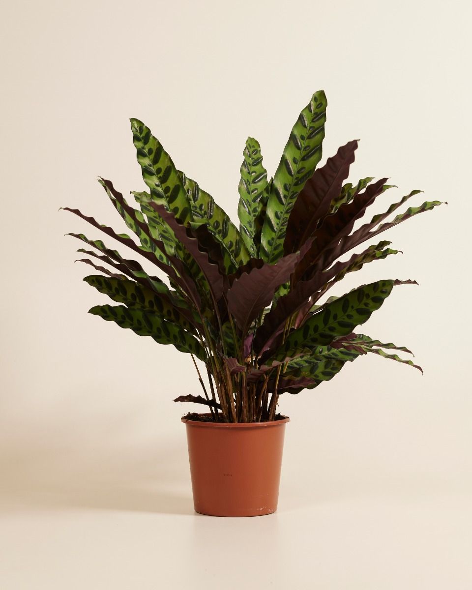 Calathea Pfeilwurze Insigne
