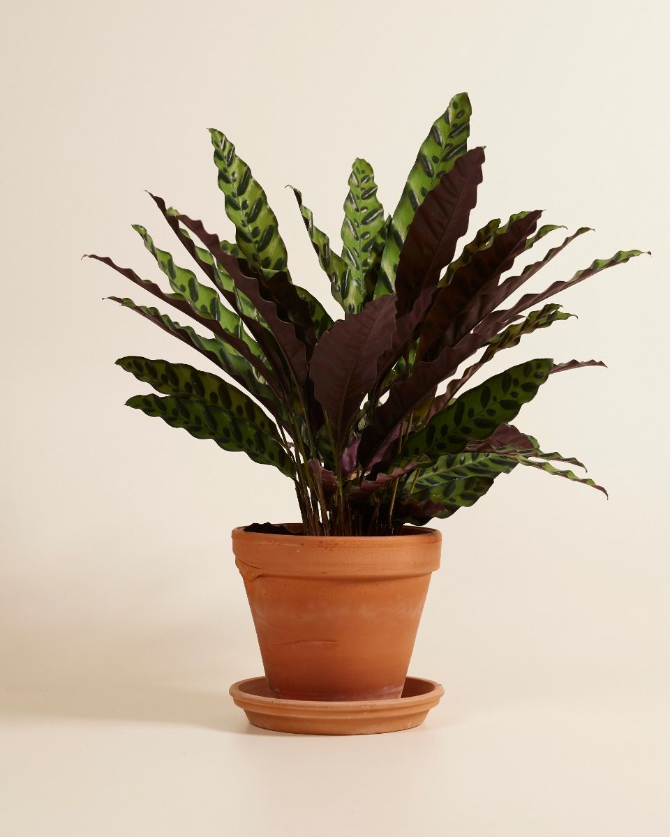 Calathea Pfeilwurze Insigne