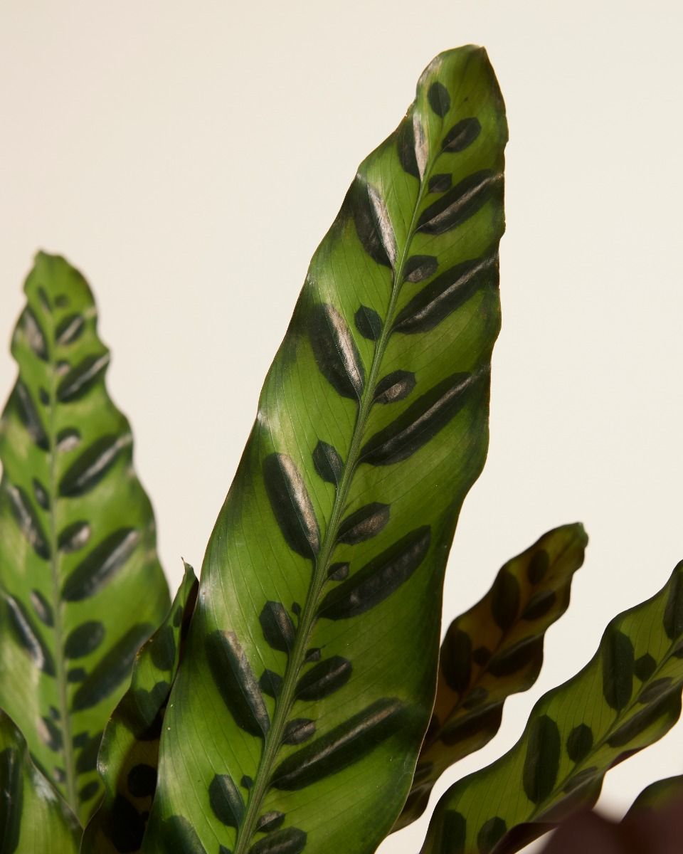 Calathea Pfeilwurze Insigne