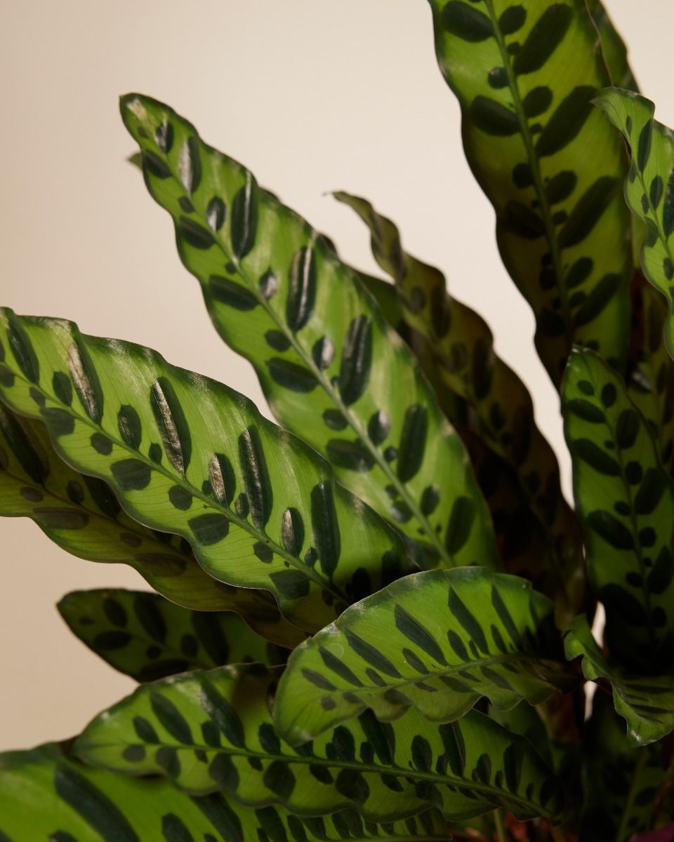 Calathea Pfeilwurze Insigne