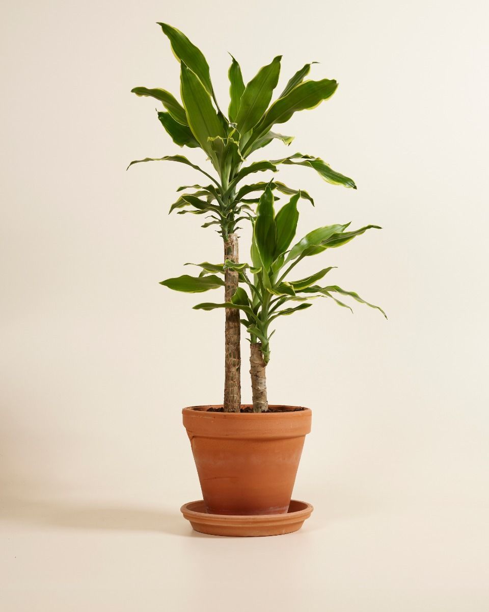 Dracaena Drachenbaum Golden Coast