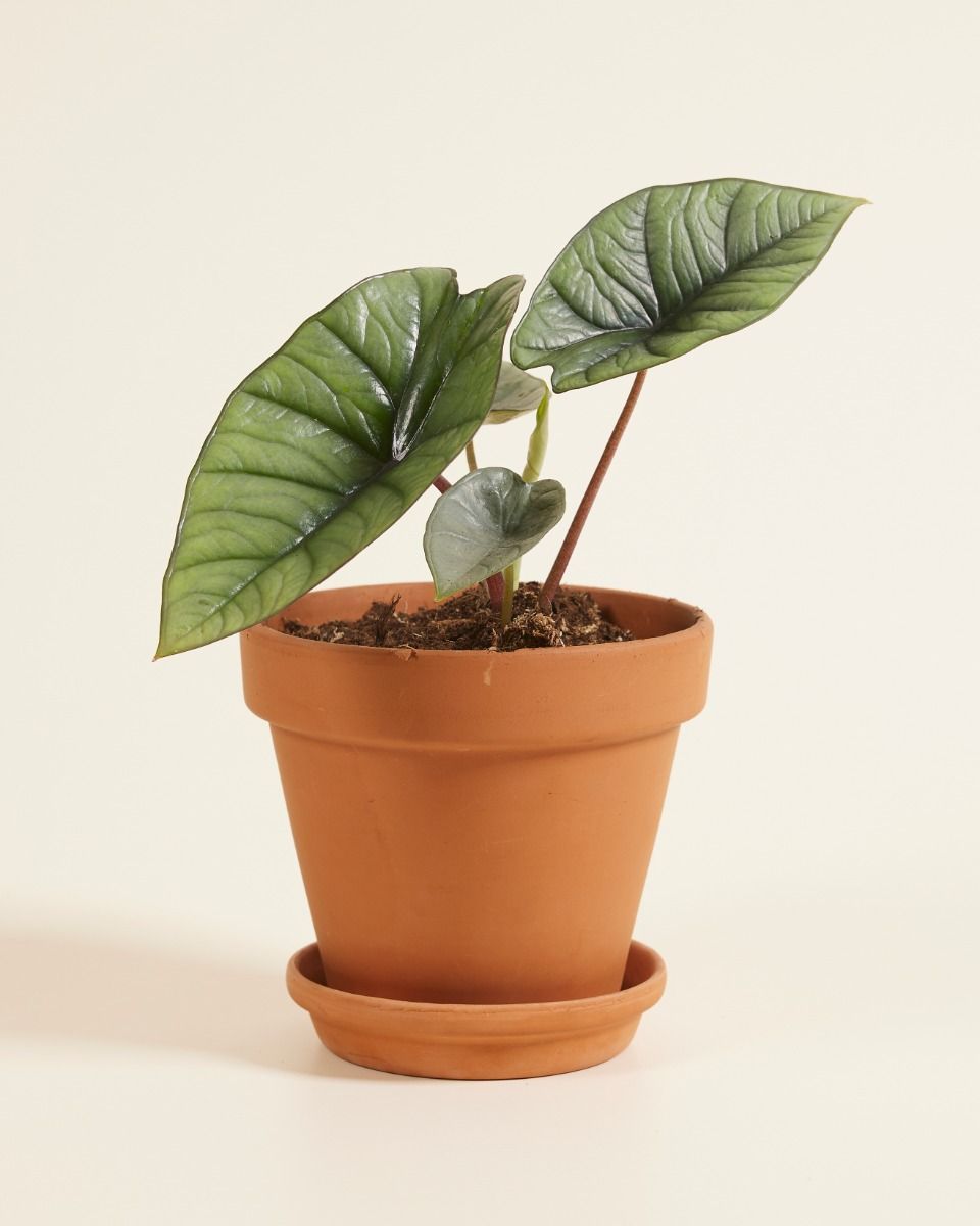 Alocasia Elefantenohr Platinum
