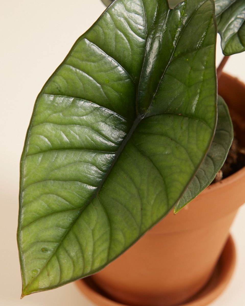 Alocasia Elefantenohr Platinum