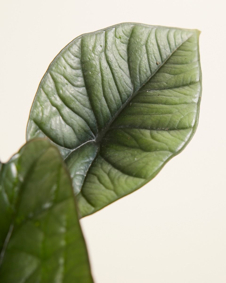 Alocasia Elefantenohr Platinum