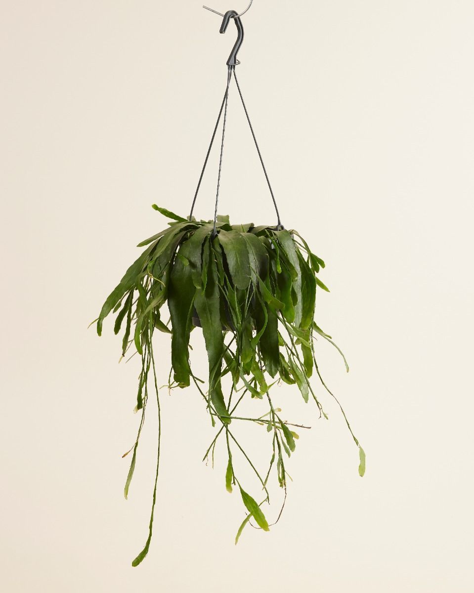 Rhipsalis Korallenkaktus Ramulosa Red Coral