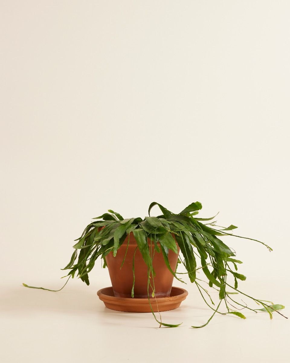 Rhipsalis Korallenkaktus Ramulosa Red Coral