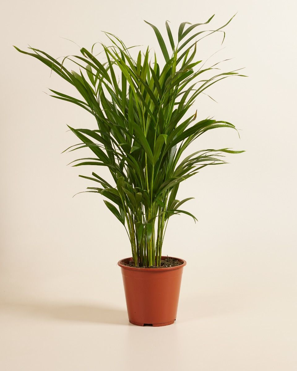 Dypsis Goldfruchtpalme  Lutescens
