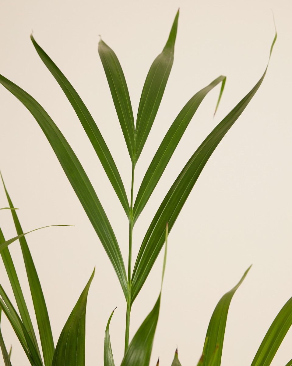 Dypsis Goldfruchtpalme  Lutescens