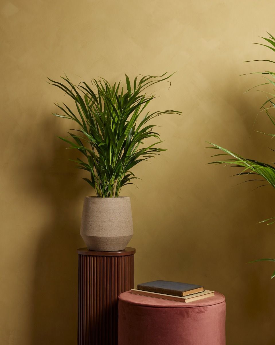 Dypsis Goldfruchtpalme  Lutescens