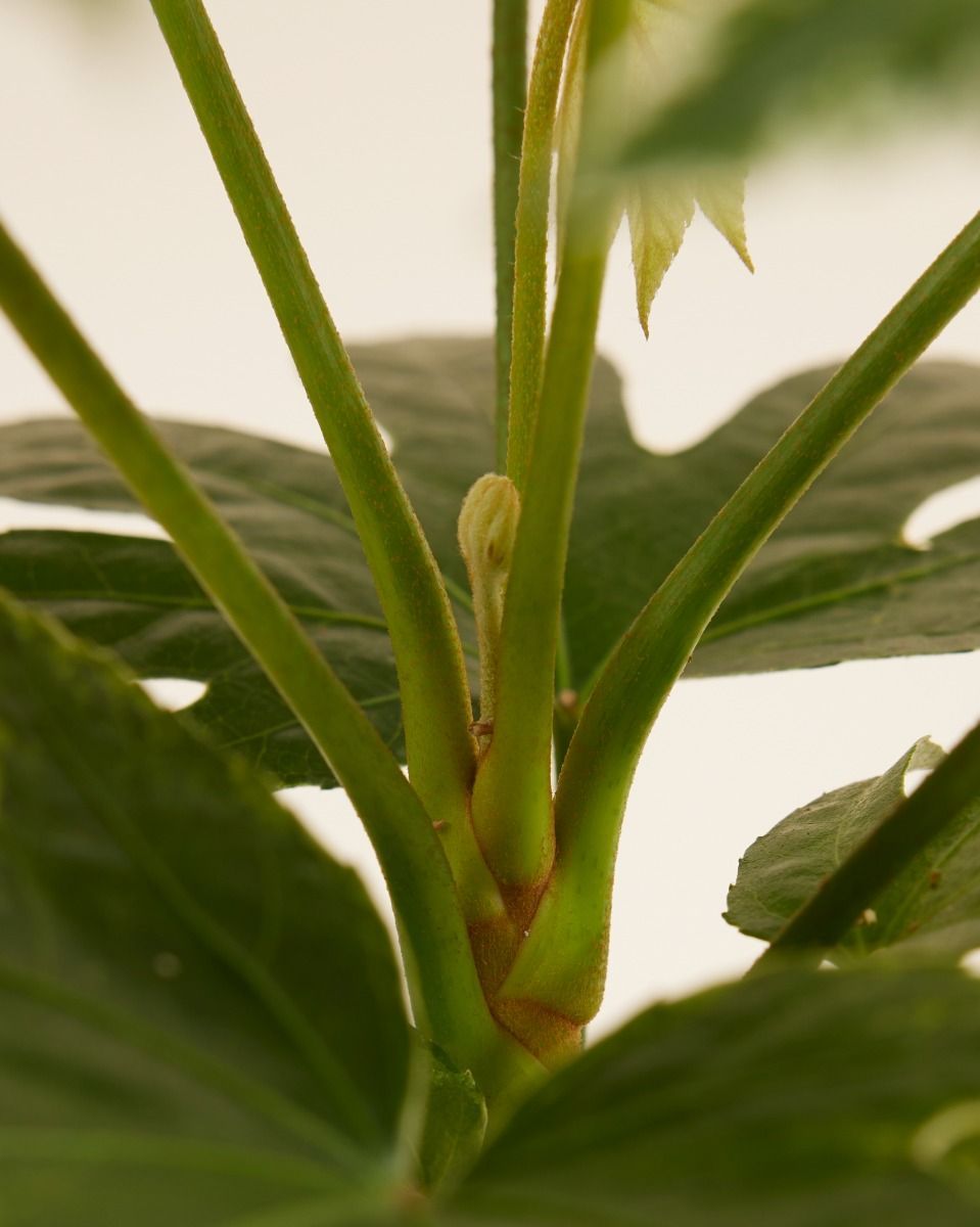 Fatsia Zimmeraralie Japonica 'Spiderweb'