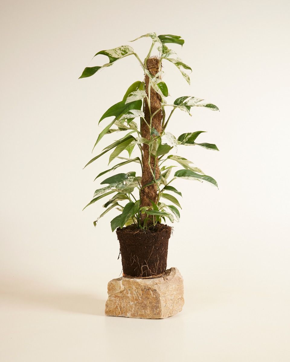 Epipremnum Efeutute Pinnatum Marble Variegata