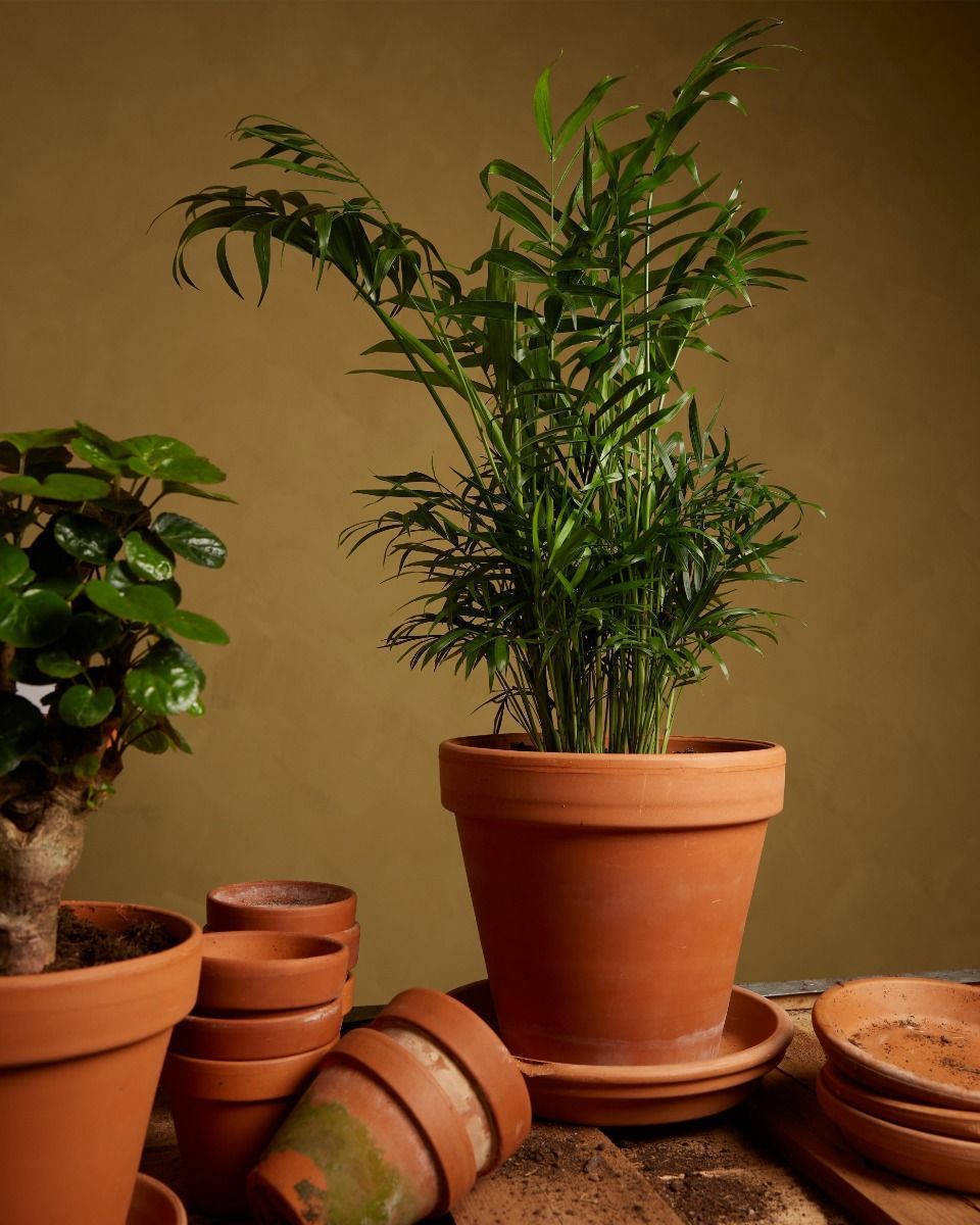 Chamaedorea Elegans
