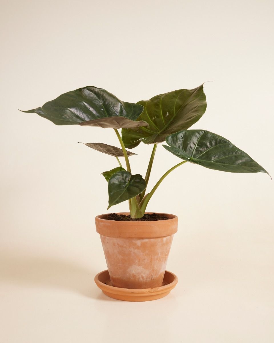 Alocasia Elephant Ears Wentii