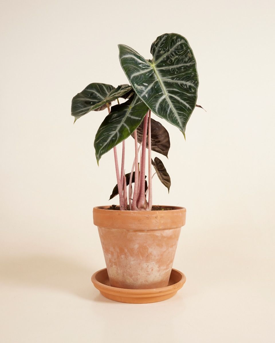 Alocasia Elephant Ears Pink Dragon 