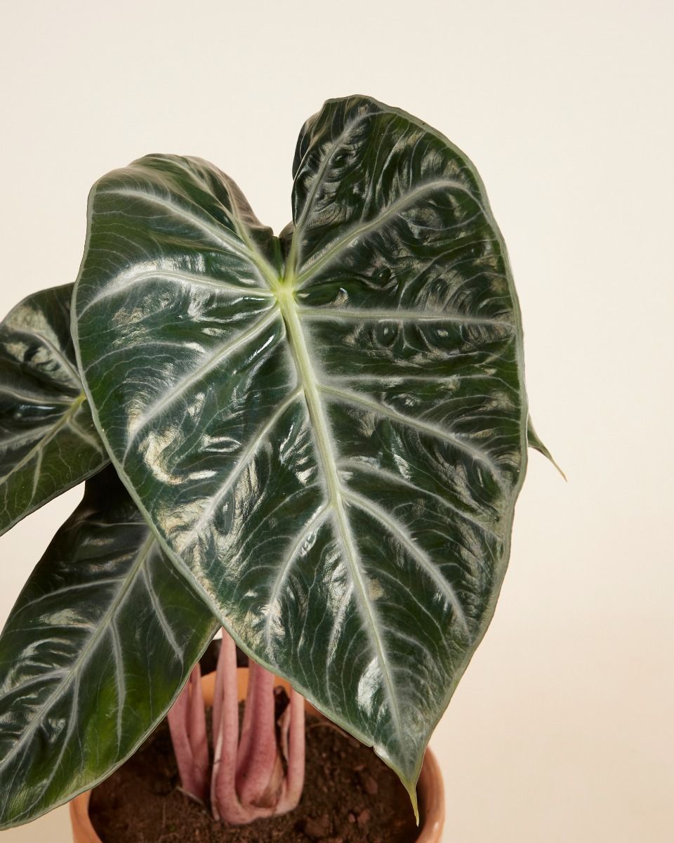 Alocasia Elephant Ears Pink Dragon 