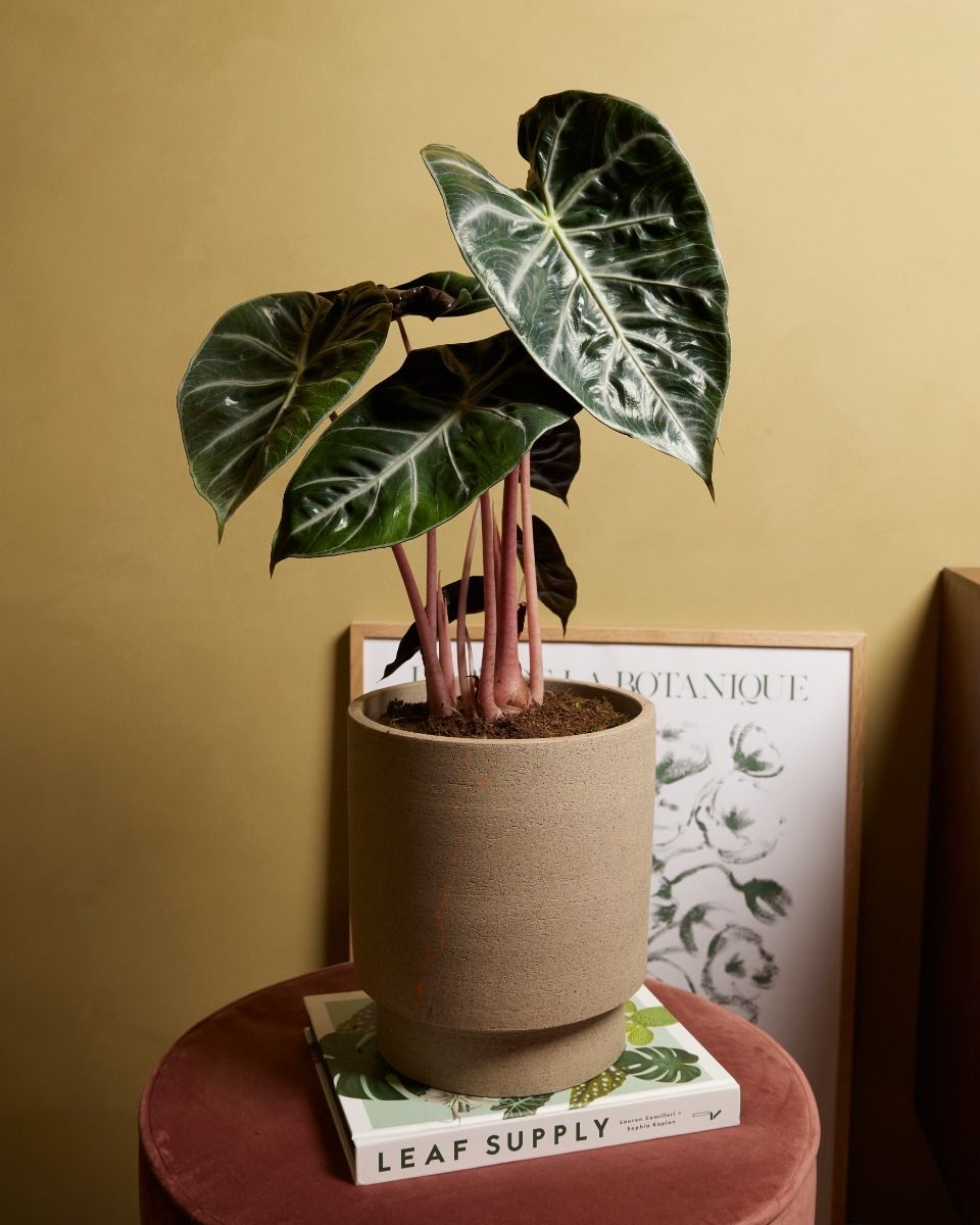 Alocasia Elephant Ears Pink Dragon 