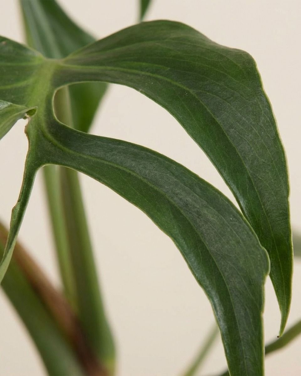 Monstera Burle Marx Flame