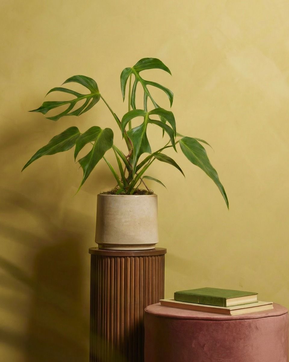Monstera Burle Marx Flame