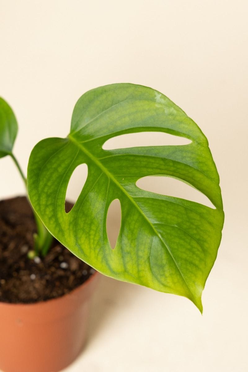 Odd Spot Plants x PLNTS Monstera Aussie Dream