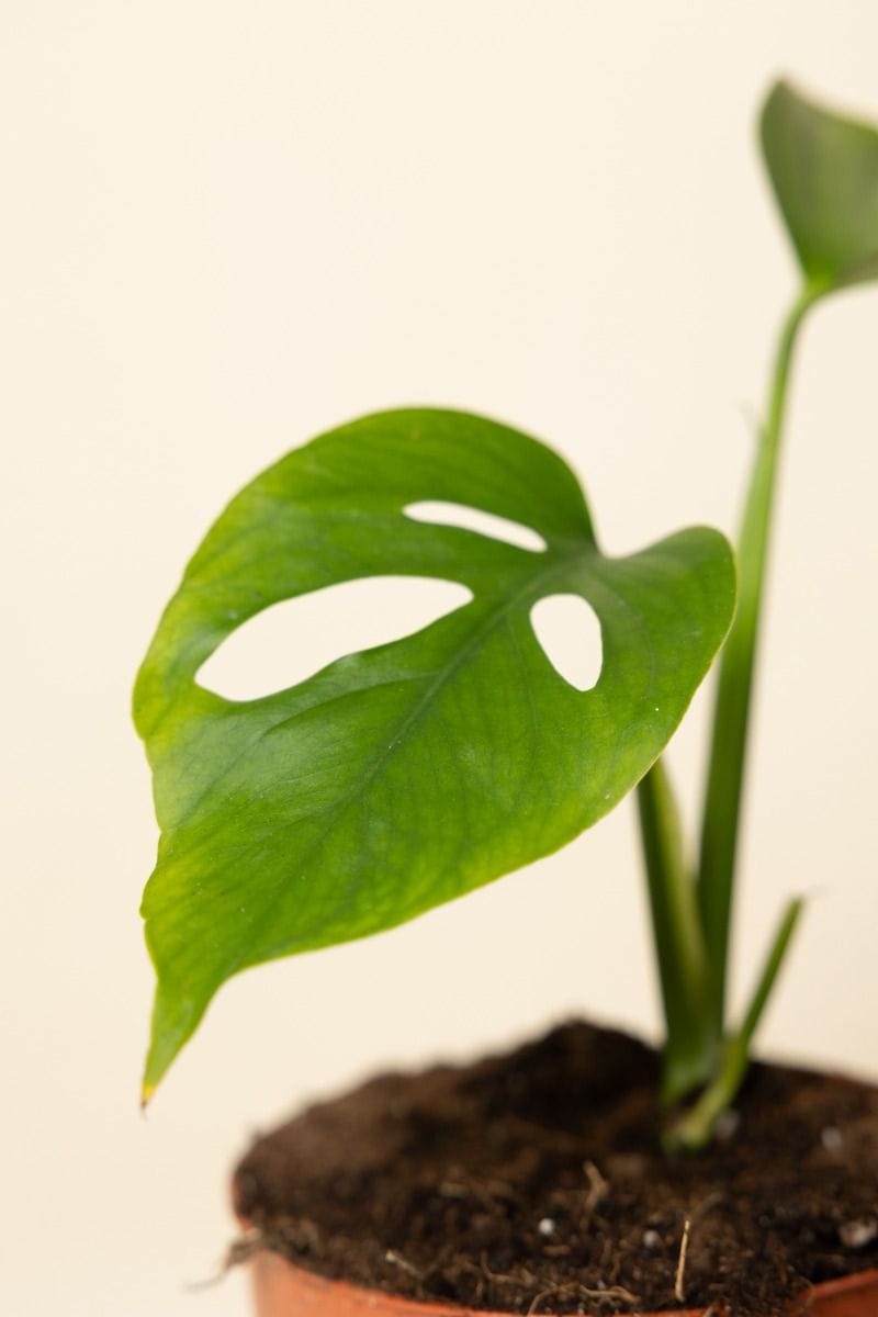 Odd Spot Plants x PLNTS Monstera Aussie Dream
