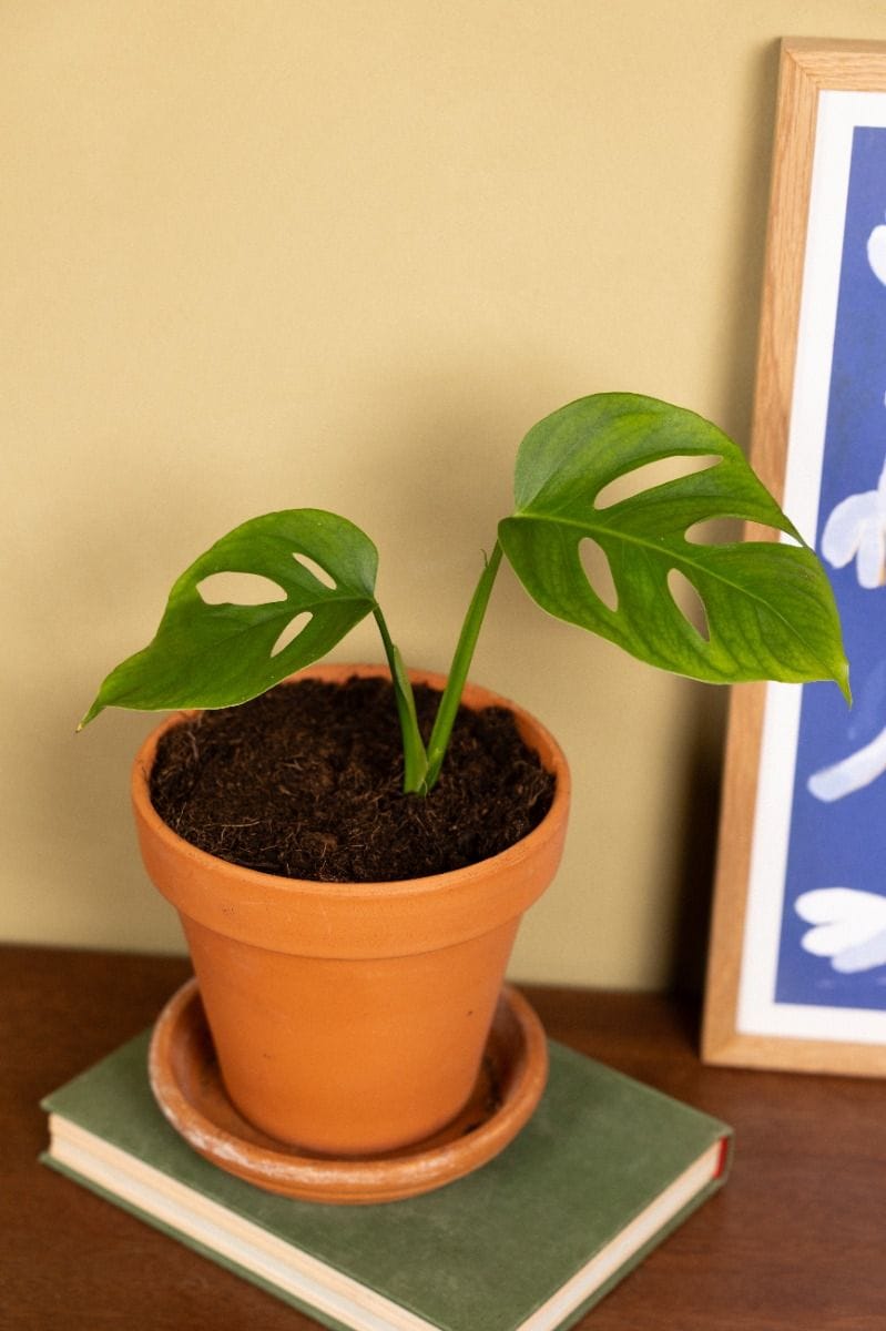 Odd Spot Plants x PLNTS Monstera Aussie Dream