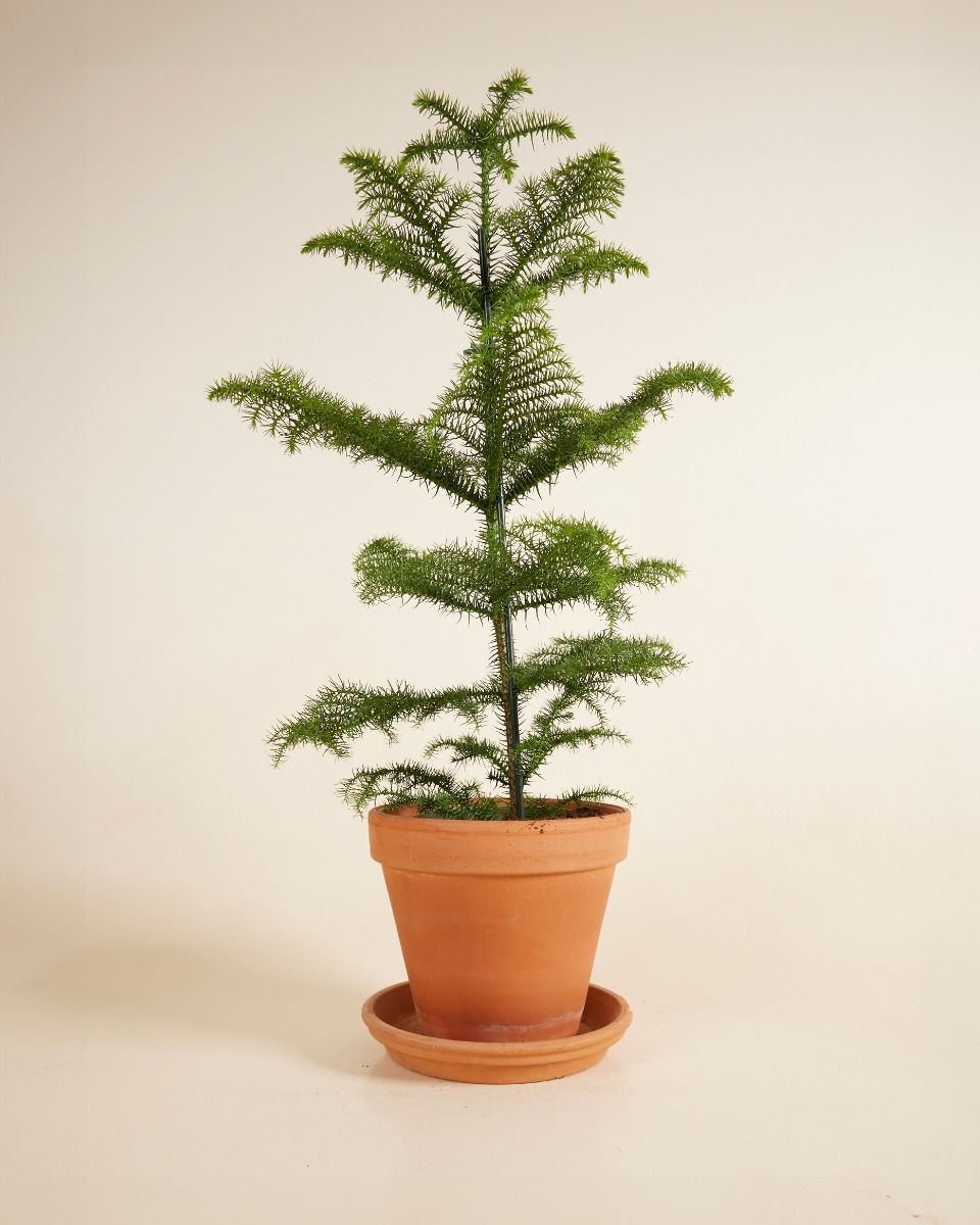Araucaria Norfolk Island Pine Heterophylla