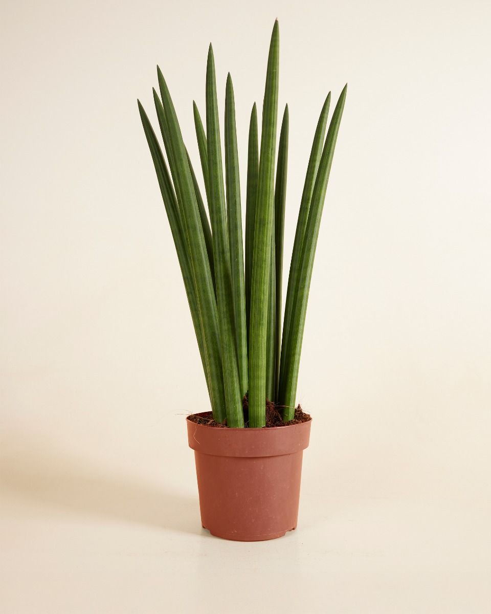 Sansevieria Afrikanischer Speer Cylindrica ‘Straight’