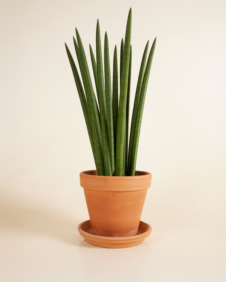 Sansevieria Afrikanischer Speer Cylindrica ‘Straight’