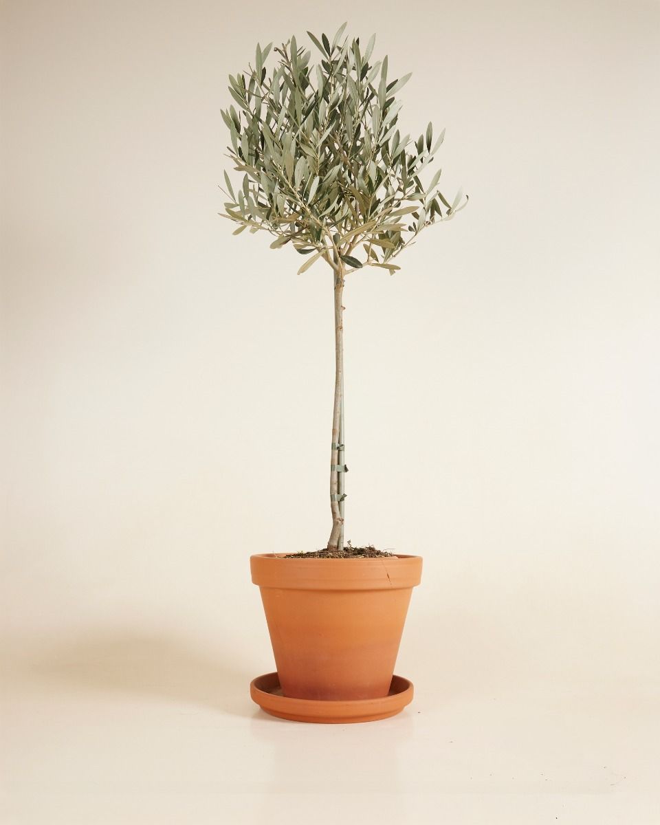 Olea Europaea