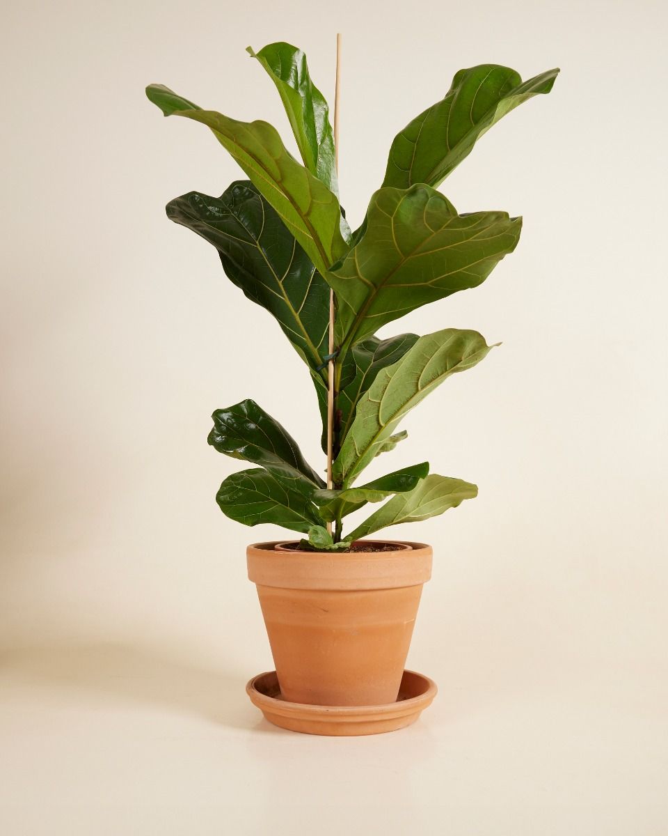 Ficus Geigenfeige Lyrata