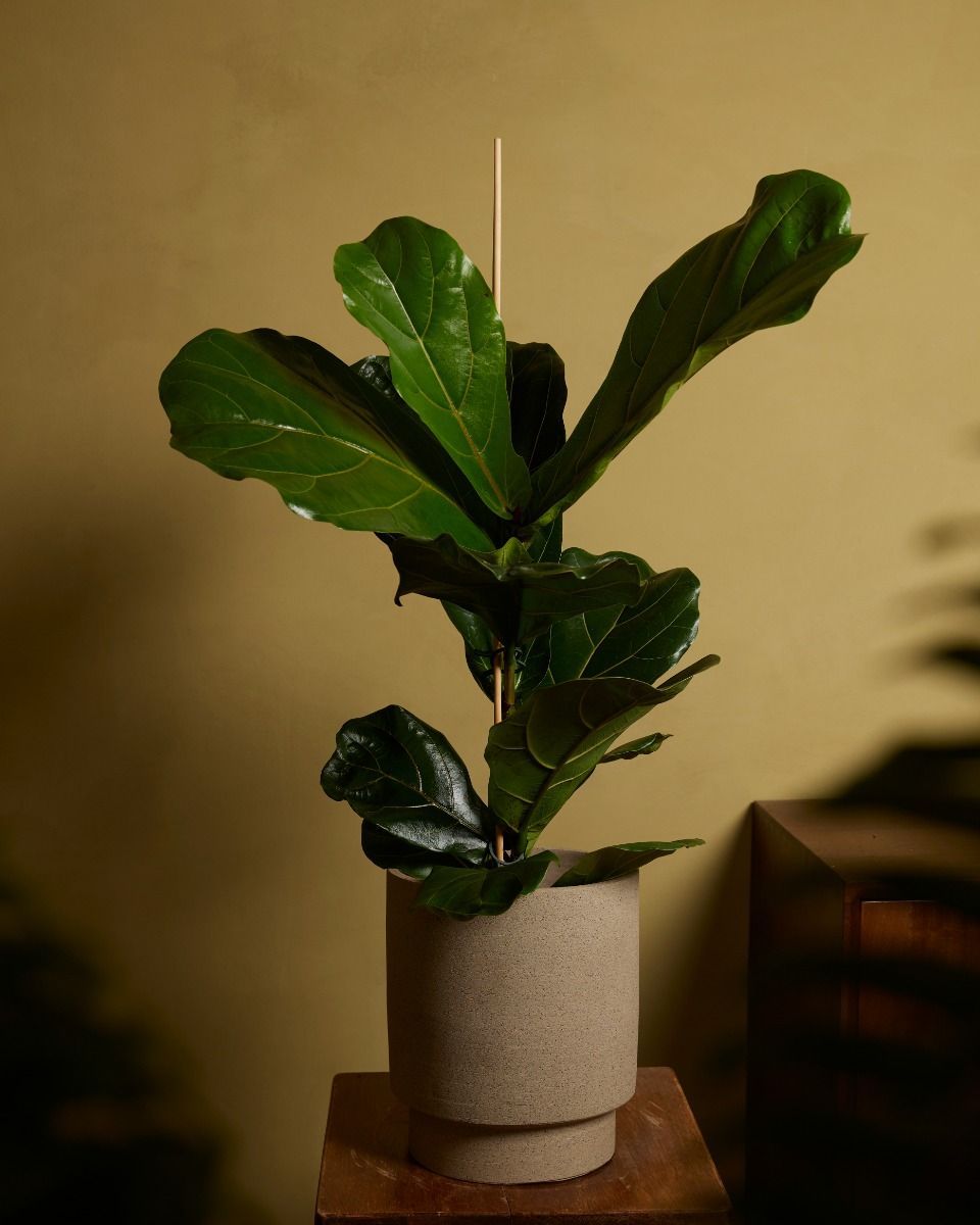 Ficus Geigenfeige Lyrata