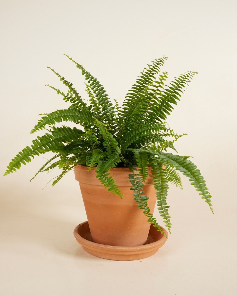 Nephrolepis Schwertfarn Exaltata Green Lady
