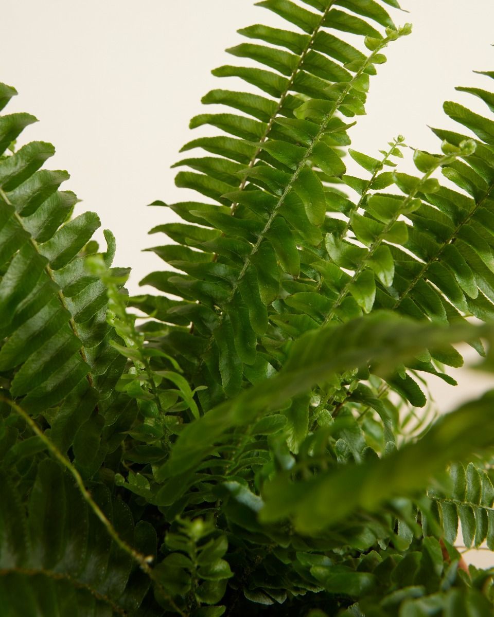 Nephrolepis Schwertfarn Exaltata Green Lady