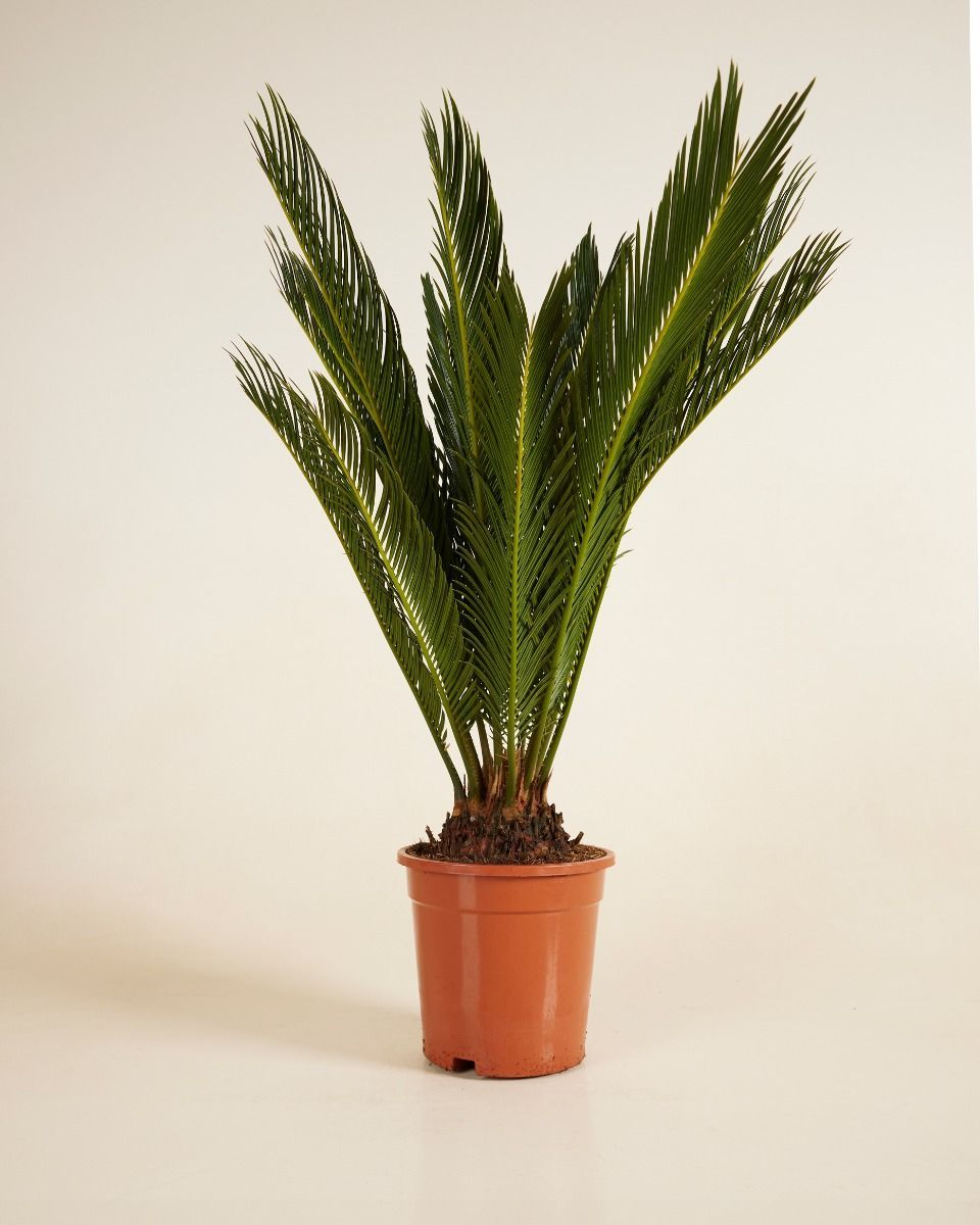 Cycas Palmfarne Revoluta