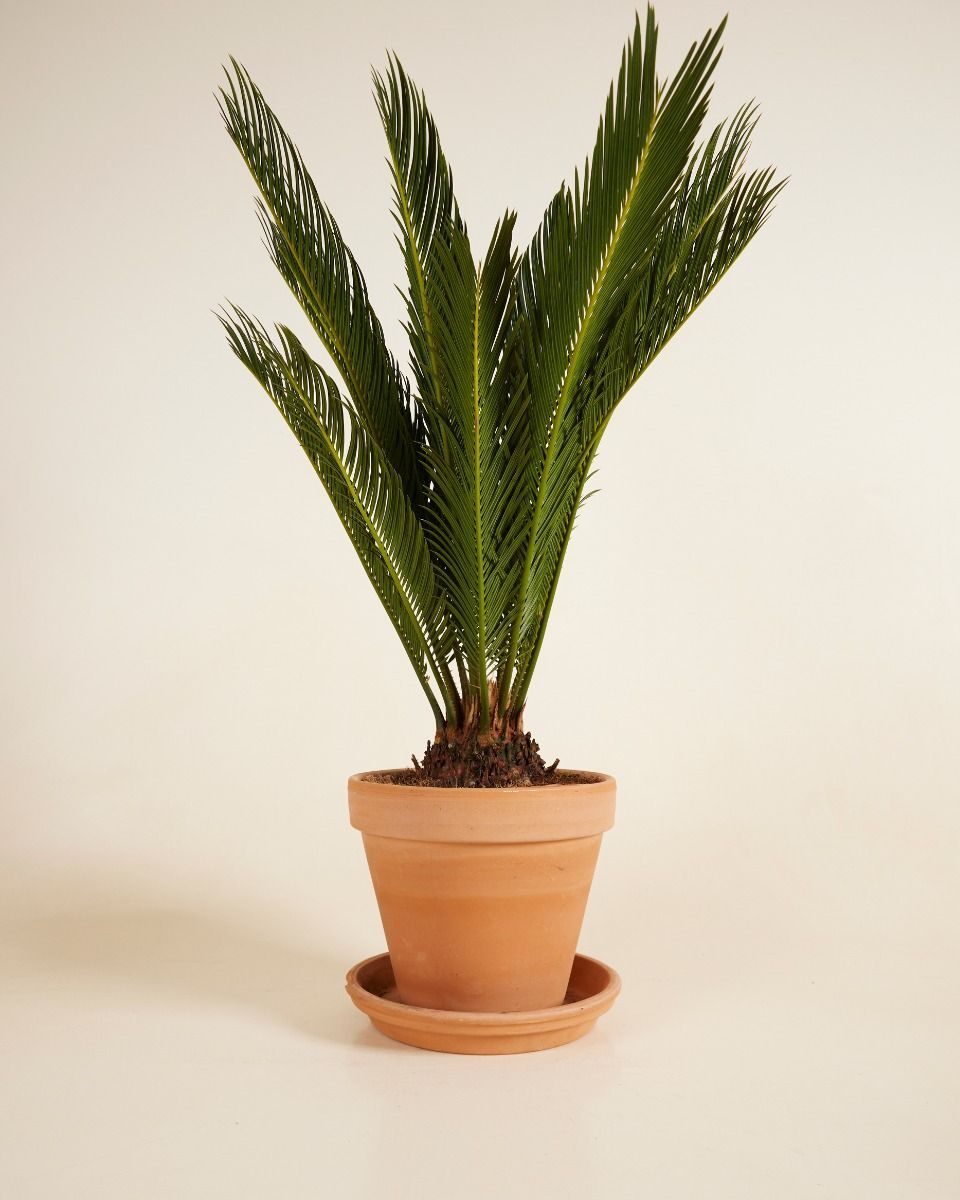 Cycas Palmfarne Revoluta