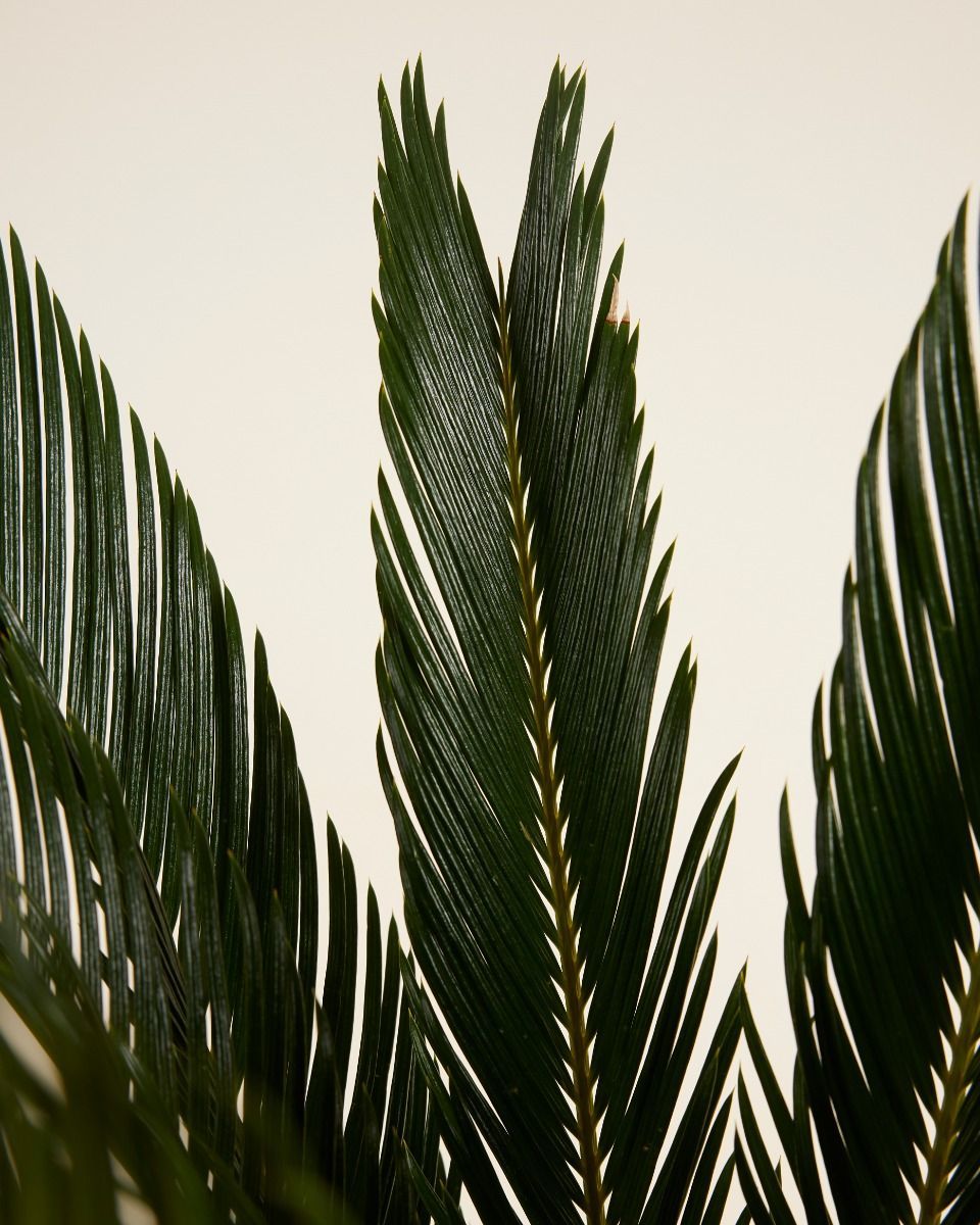 Cycas Palmfarne Revoluta