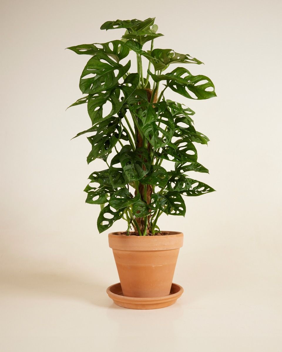 Monstera Fensterblatt Adansonii