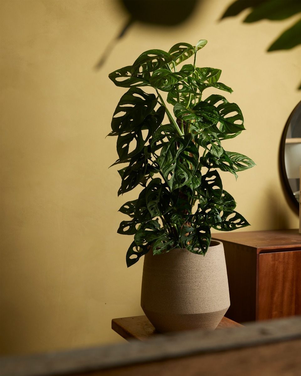 Monstera Fensterblatt Adansonii