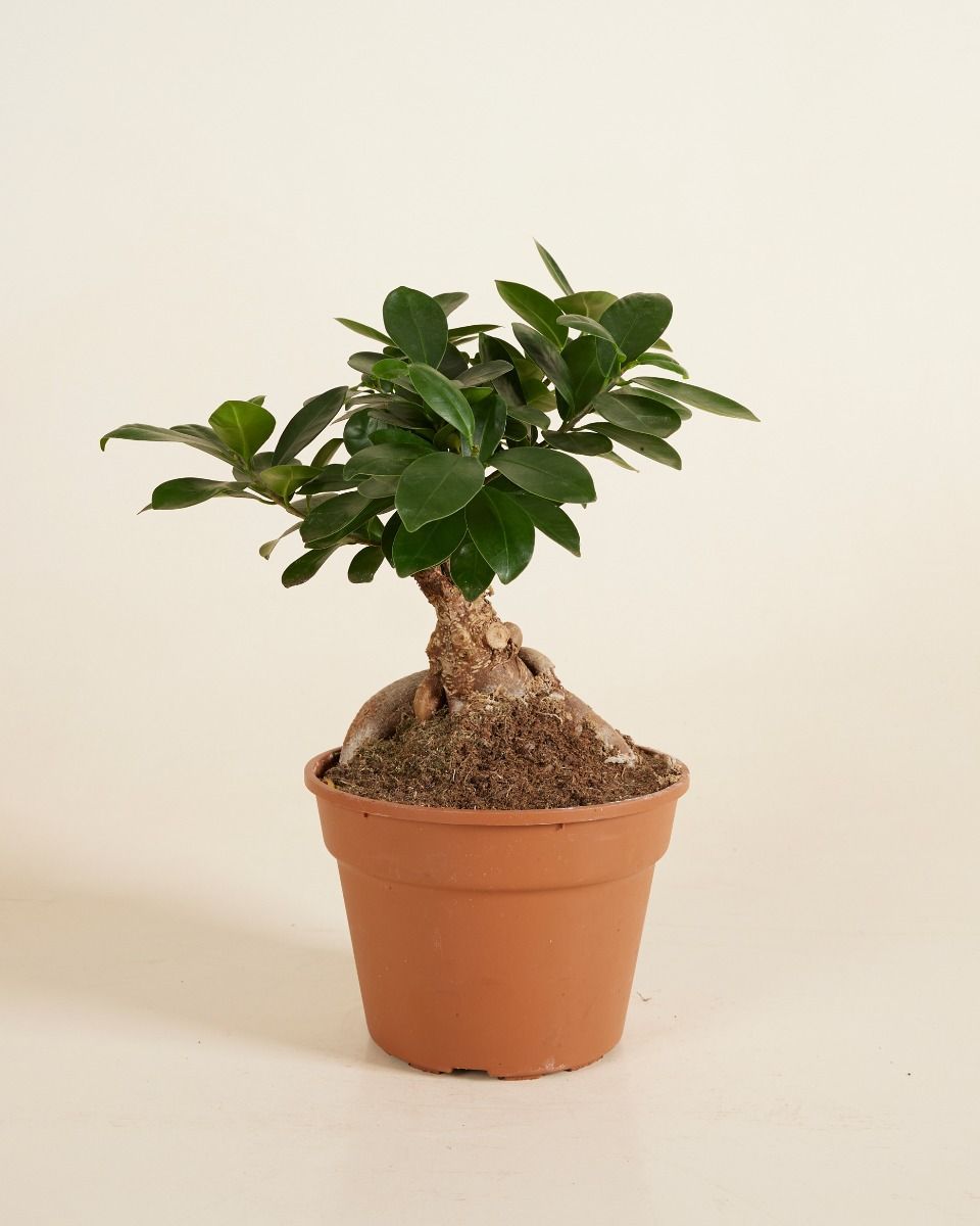 Ficus Ginseng