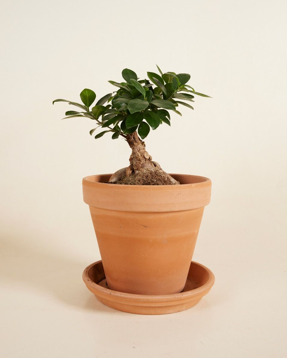 Ficus Ginseng