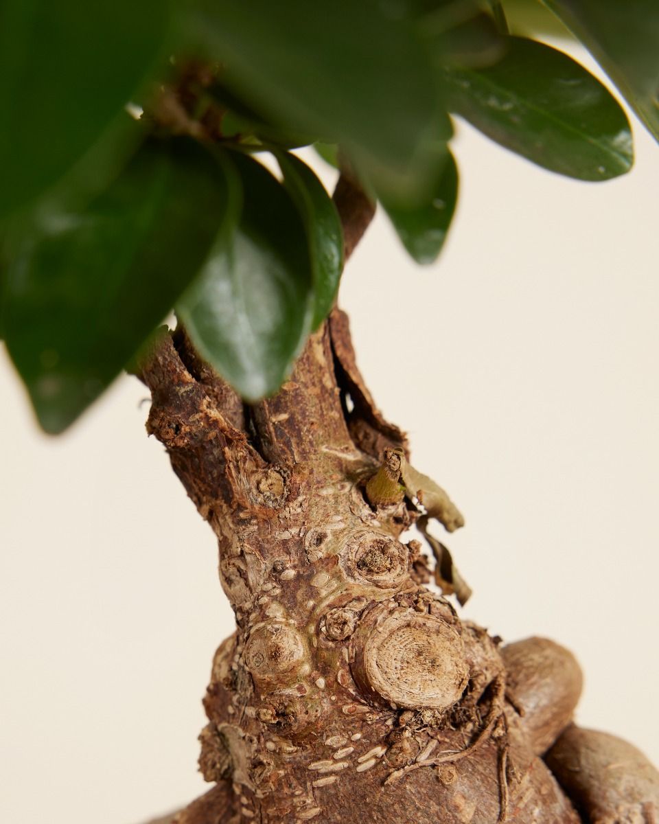Ficus Ginseng