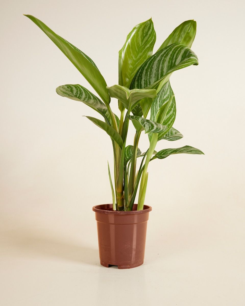 Aglaonema Kolbenfaden Stripes